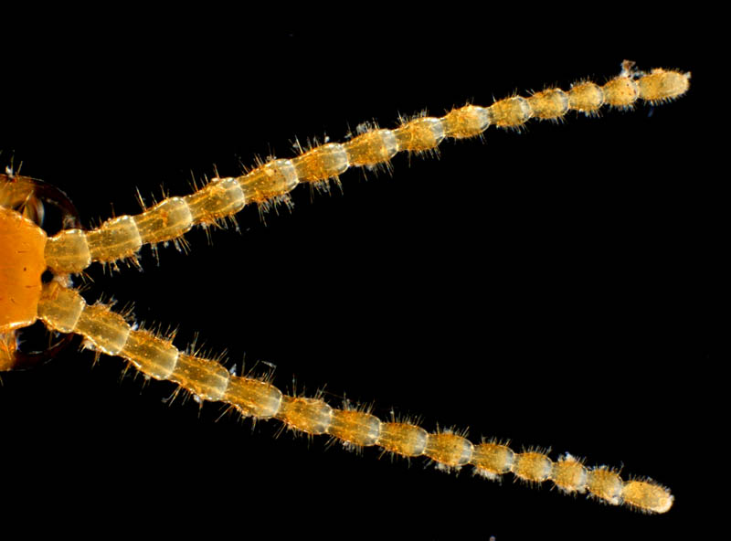 ジムカデ目の1種 (Geophilomorpha gen. sp.)