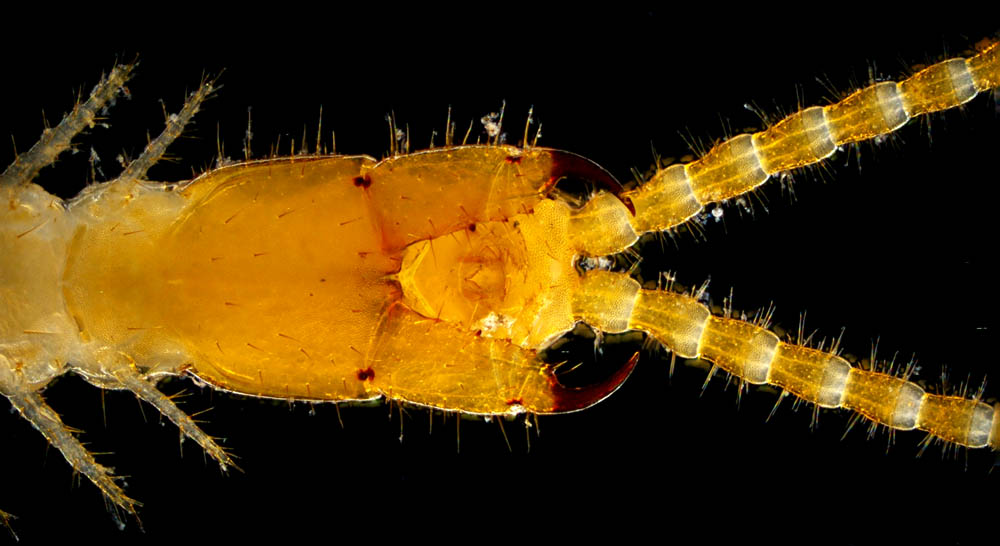 ジムカデ目の1種 (Geophilomorpha gen. sp.)