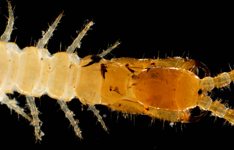 ジムカデ目の1種 (Geophilomorpha gen. sp.)