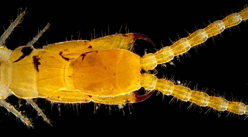 ジムカデ目の1種 (Geophilomorpha gen. sp.)