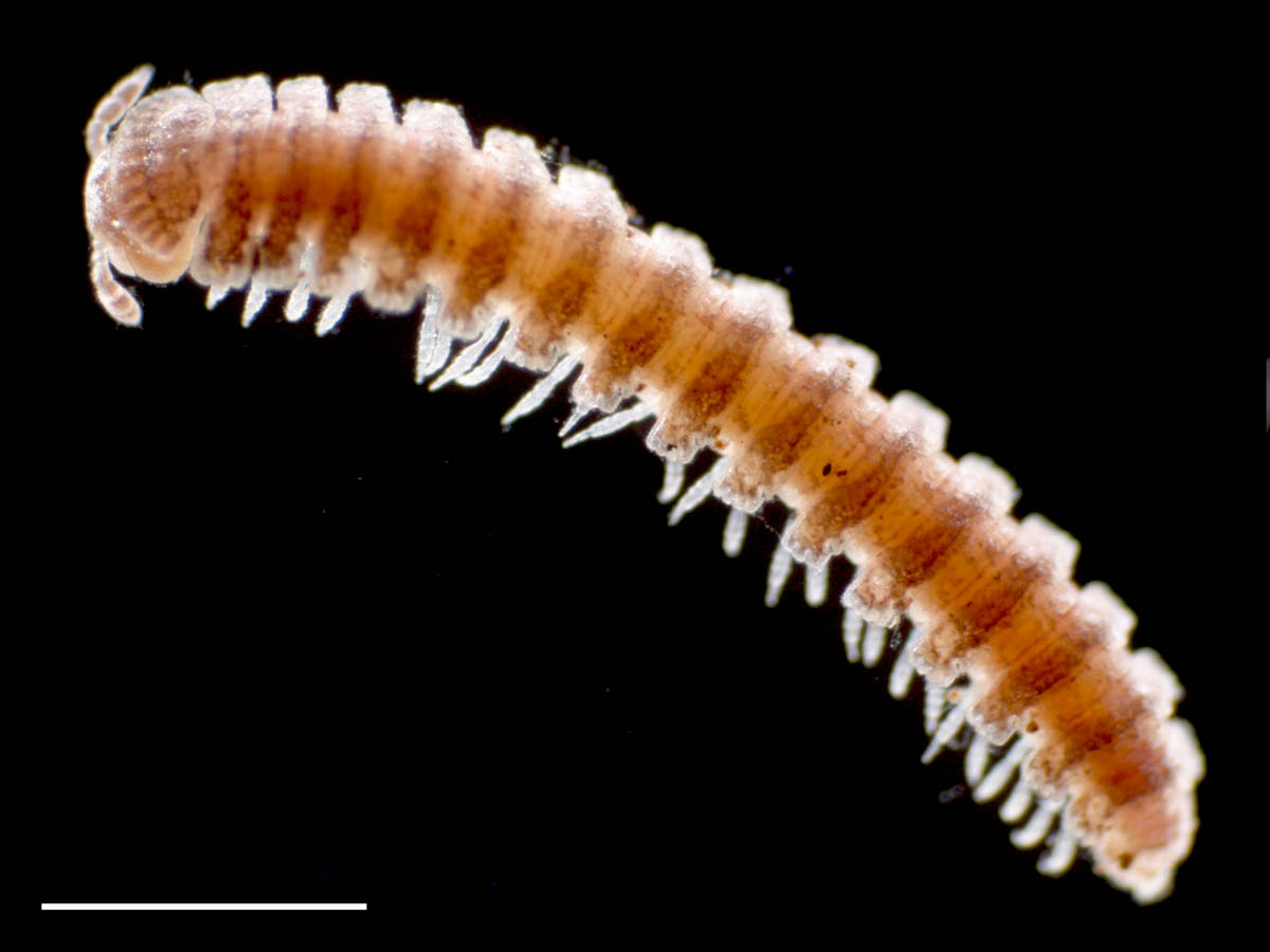 ヤスデ綱（Diplopoda)の画像