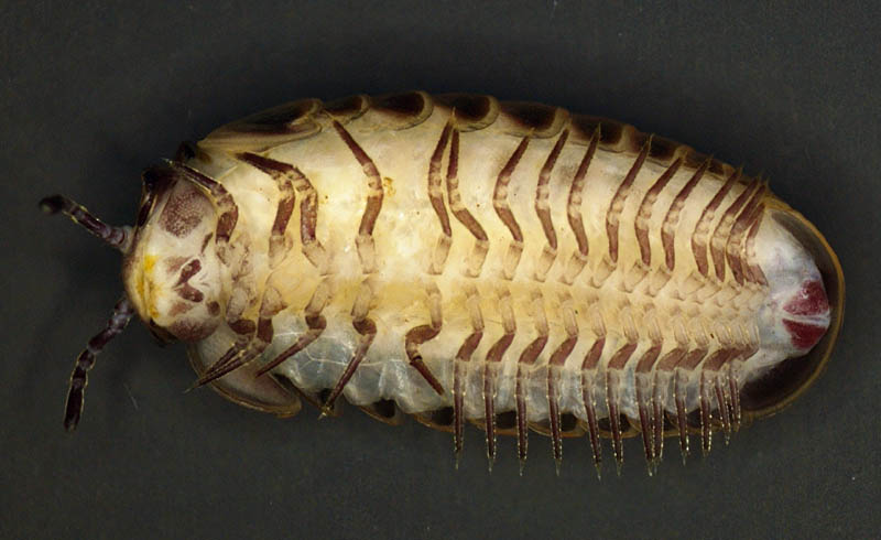 タマヤスデ属の1種 （Hyleoglomeris sp.)