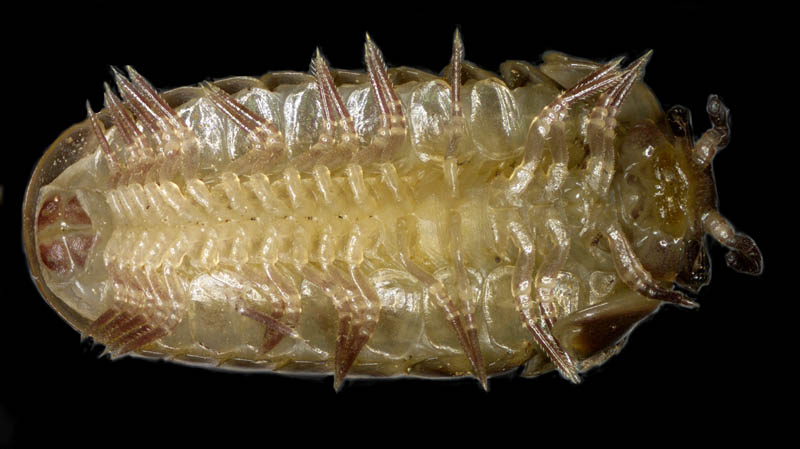 タマヤスデ属の1種 （Hyleoglomeris sp.)