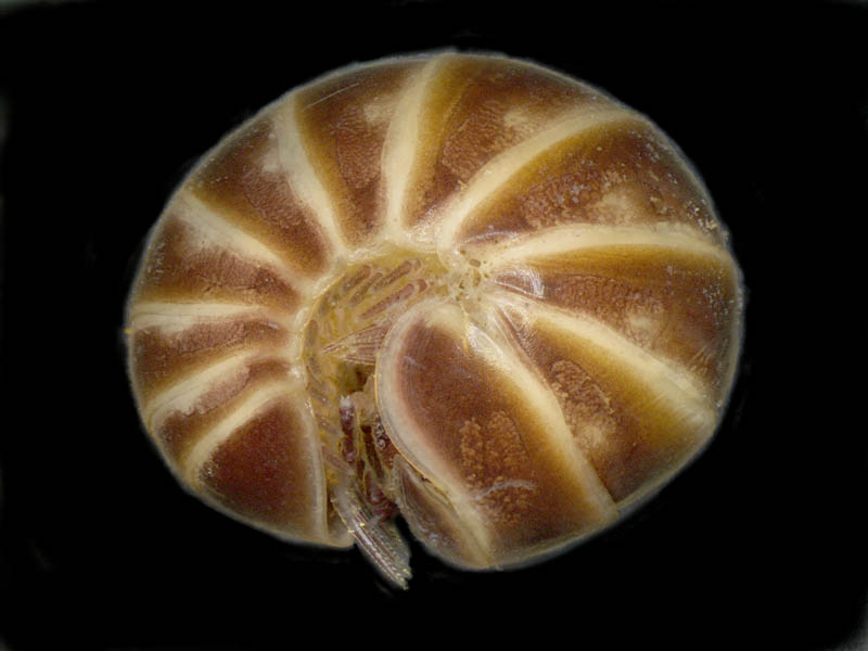 タマヤスデ属の1種 （Hyleoglomeris sp.)