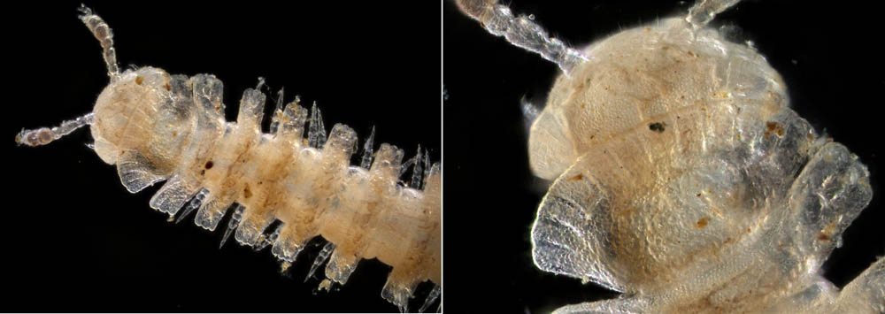 ヤスデ綱の1種 （Diplopoda gen. sp.)