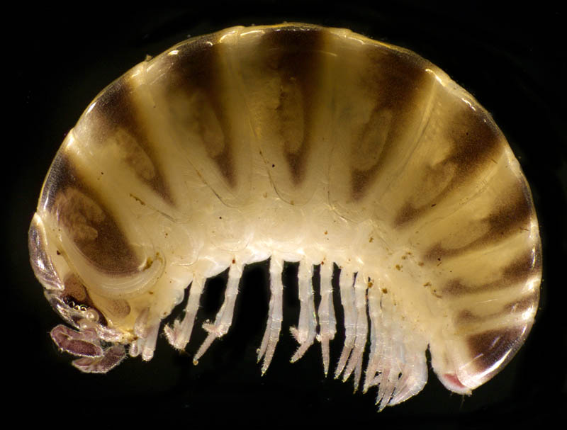 タマヤスデ属の1種 （Hyleoglomeris sp.)