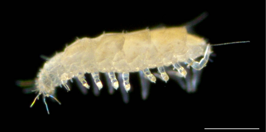 エダヒゲムシ綱(Pauropoda)の画像