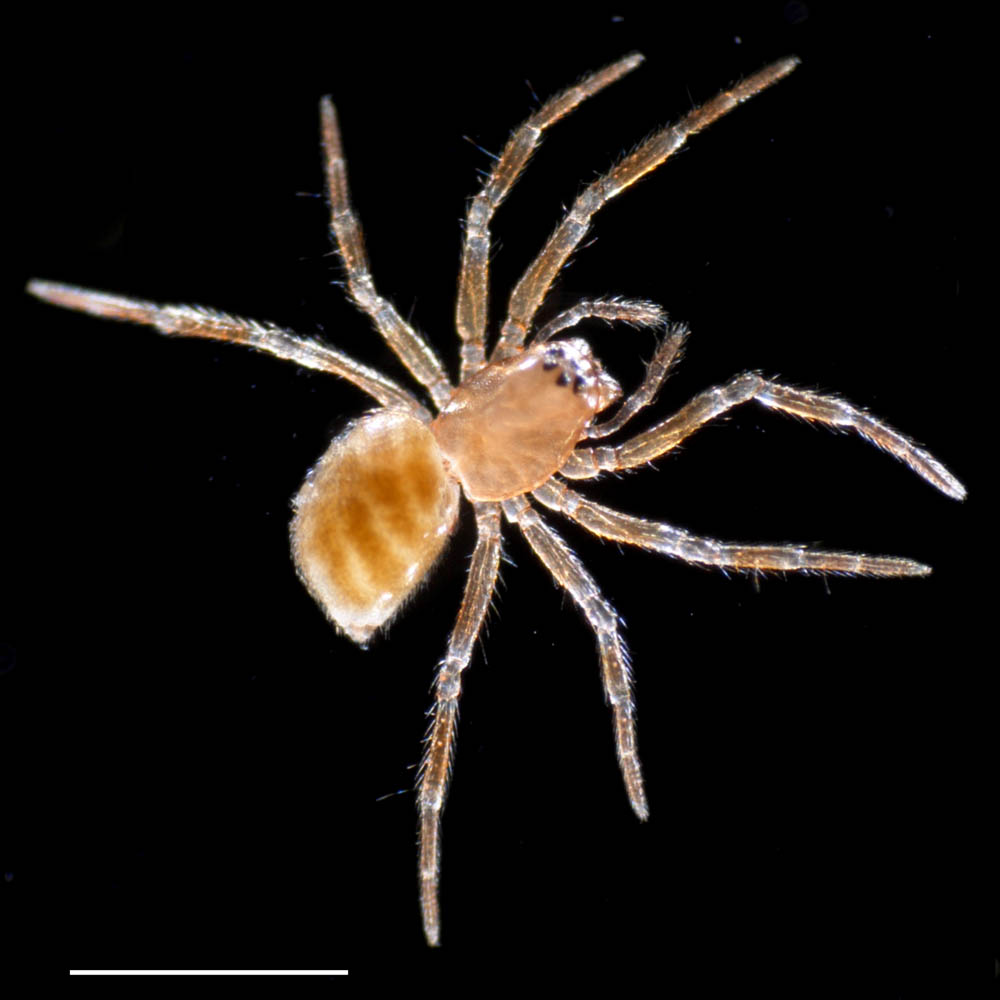 クモ目（Araneae）の画像