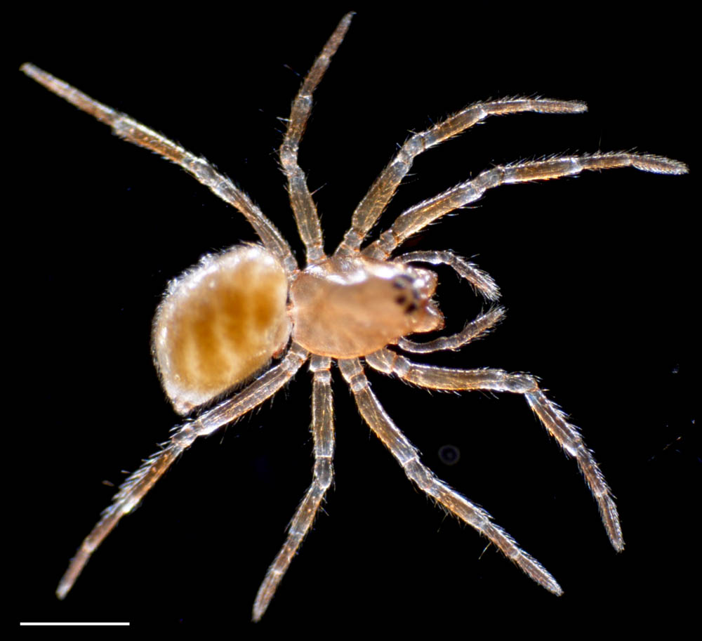 クモ目（Araneae）の画像