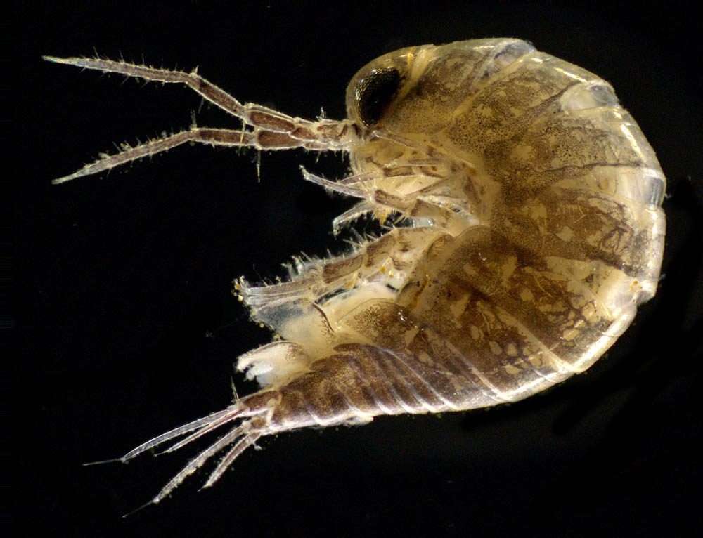 ヒメフナムシ属の1種 (Ligidium sp.)