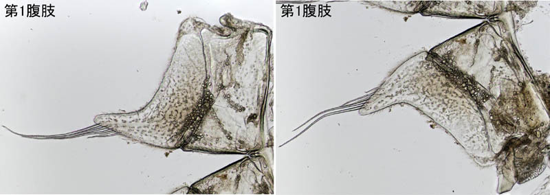 ヒメフナムシ属の1種 (Ligidium sp.)
