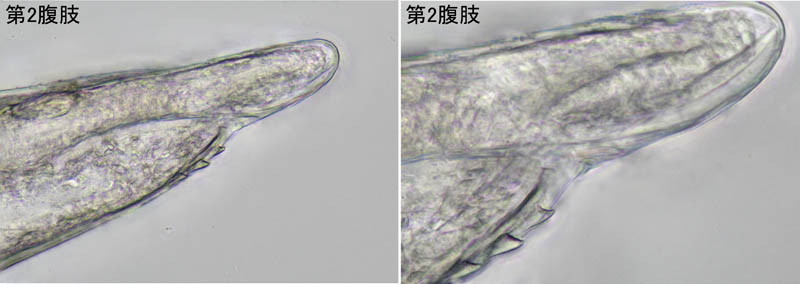 ヒメフナムシ属の1種 (Ligidium sp.)