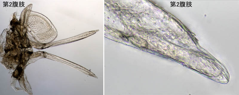 ヒメフナムシ属の1種 (Ligidium sp.)