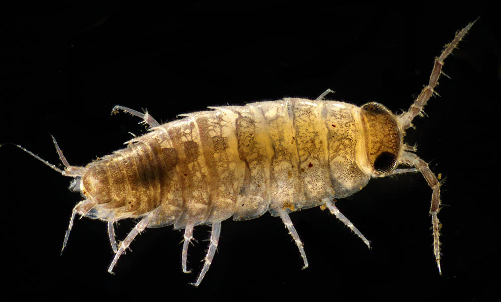 ヒメフナムシ属の1種 (Ligidium sp.)