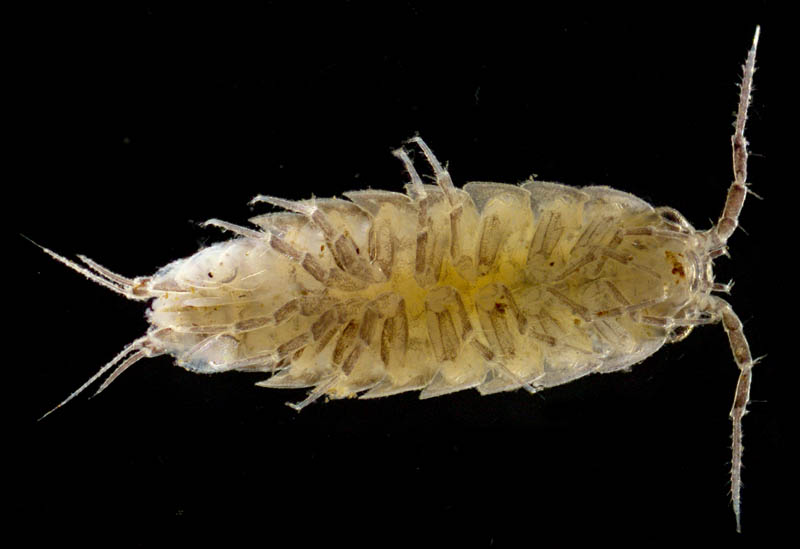ヒメフナムシ属の1種 (Ligidium sp.)