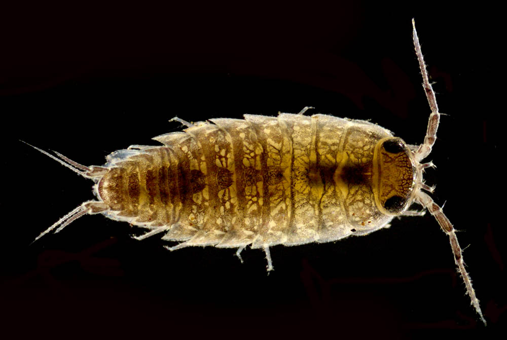 ヒメフナムシ属の1種 (Ligidium sp.)