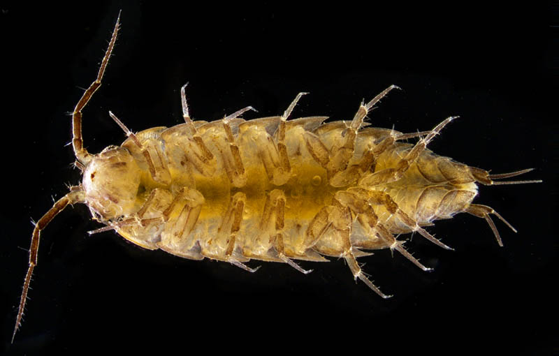 ヒメフナムシ属の1種 (Ligidium sp.)