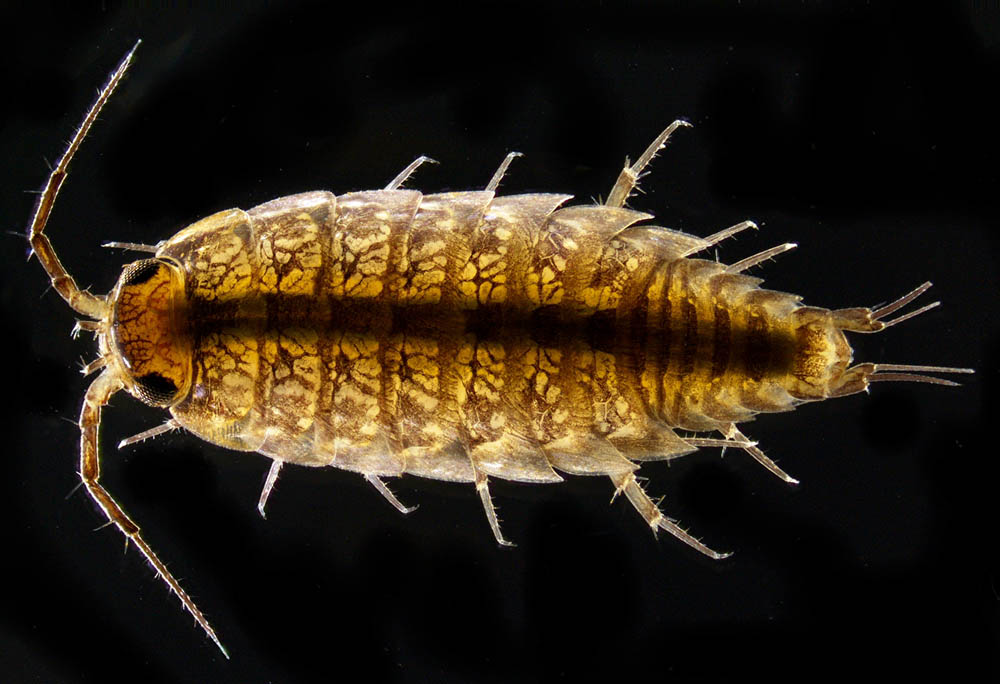 ヒメフナムシ属の1種 (Ligidium sp.)