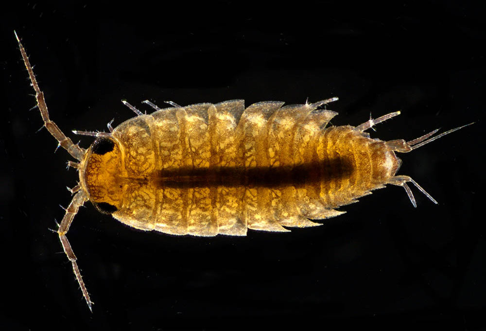 ヒメフナムシ属の1種 (Ligidium sp.)