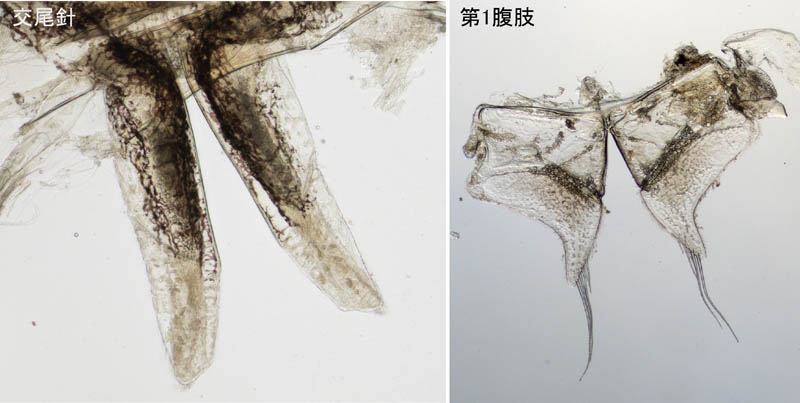 ヒメフナムシ属の1種 (Ligidium sp.)