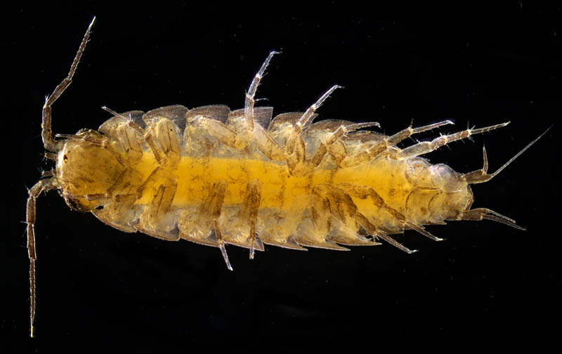 ヒメフナムシ属の1種 (Ligidium sp.)