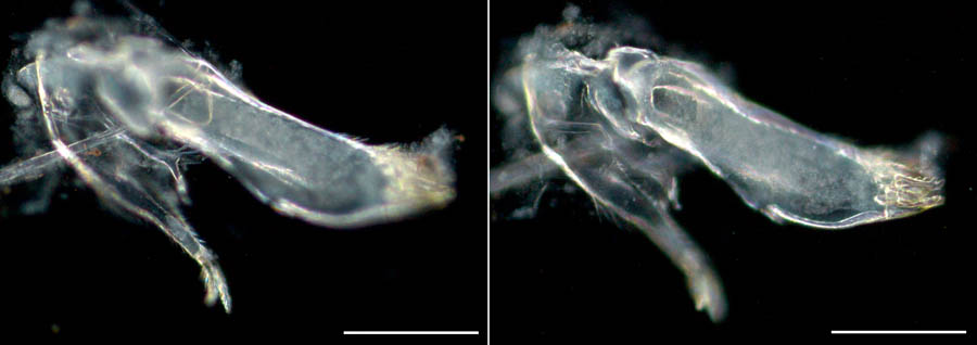 オカトビムシ（Platorchestia humicola）の画像