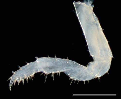 オカトビムシ（Platorchestia humicola）の画像