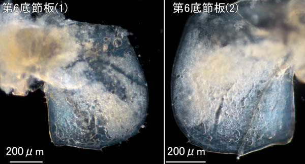 ニホンオカトビムシ(Platorchestia japonica