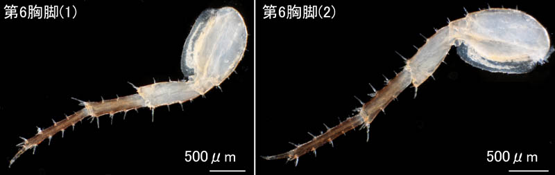 ニホンオカトビムシ(Platorchestia japonica
