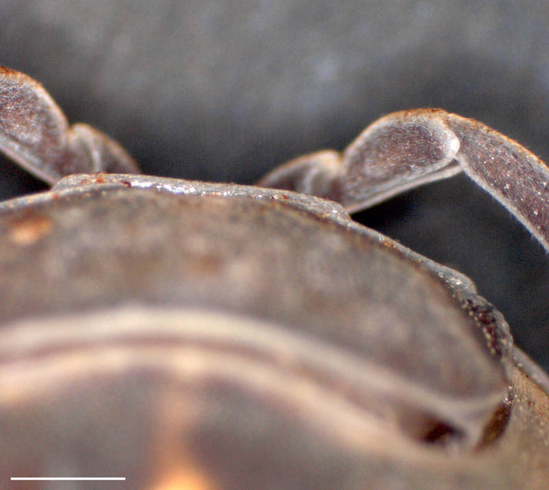 オカダンゴムシ(Armadillidium vulgare)の画像