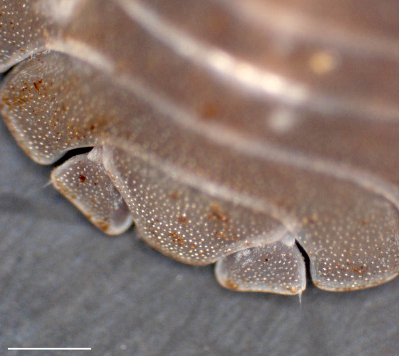 オカダンゴムシ(Armadillidium vulgare)の画像