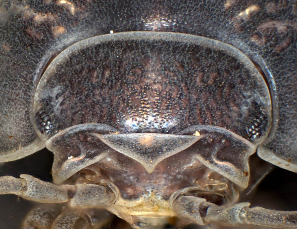 オカダンゴムシ(Armadillidium vulgare)