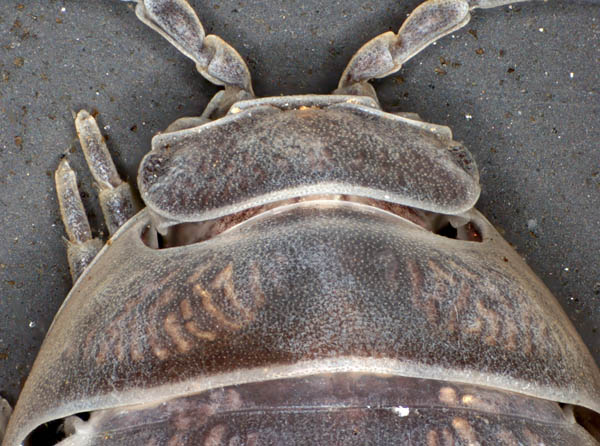 オカダンゴムシ(Armadillidium vulgare)