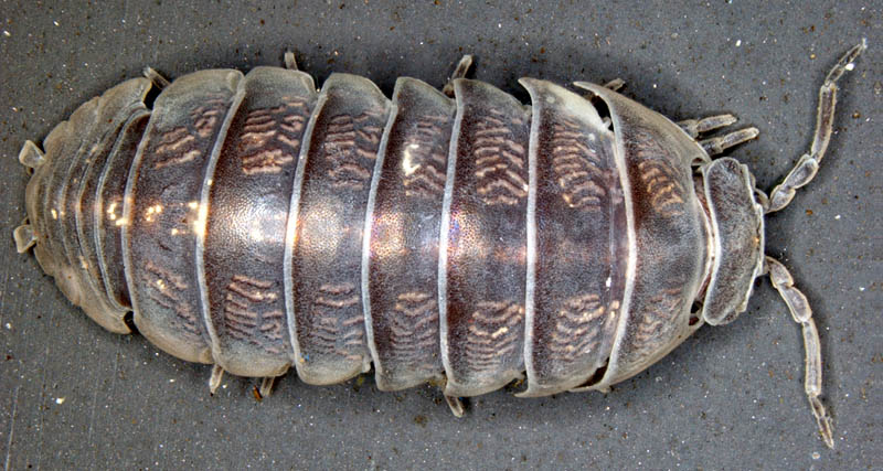 オカダンゴムシ(Armadillidium vulgare)