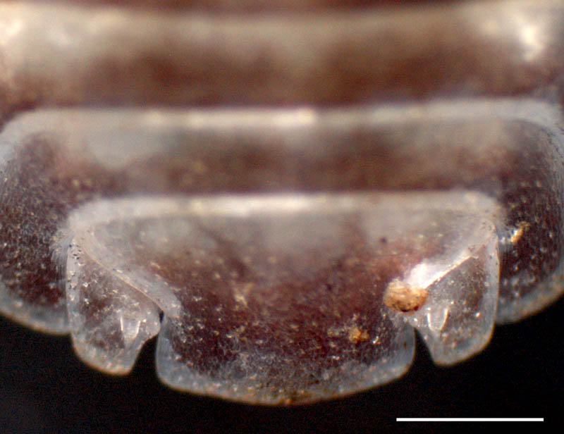 タマコシビロダンゴムシ属(Spherillo sp.)の画像