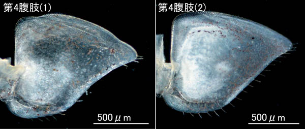 ワラジムシ属の1種 (Porcellio sp.)