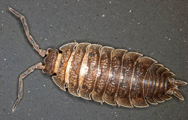 ワラジムシ属の1種 (Porcellio sp.)