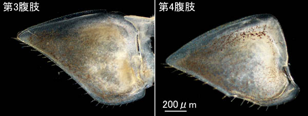 ワラジムシ属の1種 (Porcellio sp.)