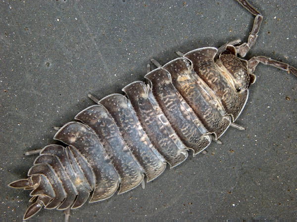 ワラジムシ属の1種 (Porcellio sp.)