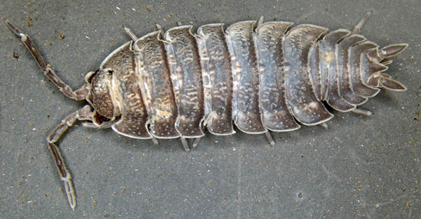 ワラジムシ属の1種 (Porcellio sp.)