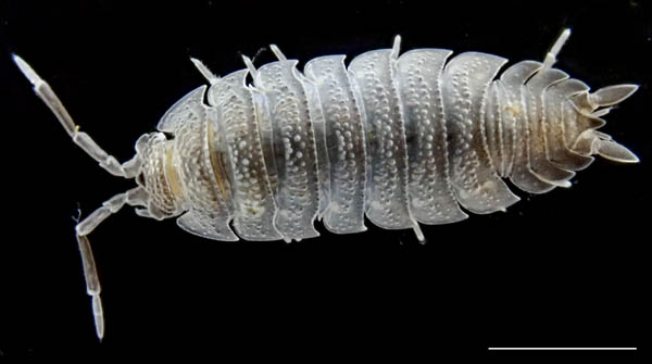 ワラジムシ属の1種 (Porcellio sp.)