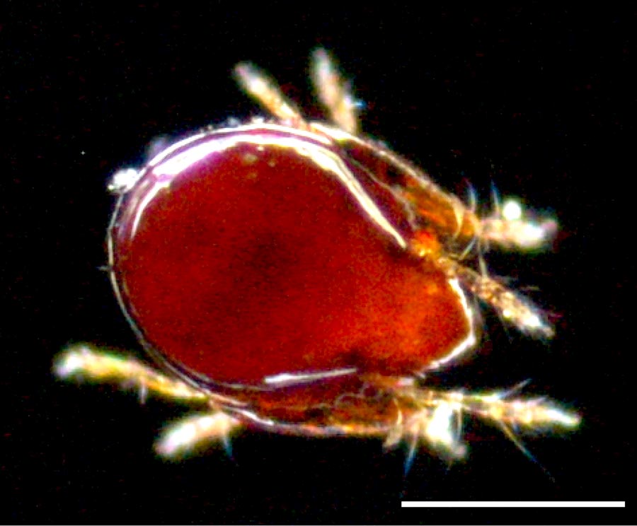 フリソデダニ科(Galumnidae)の画像