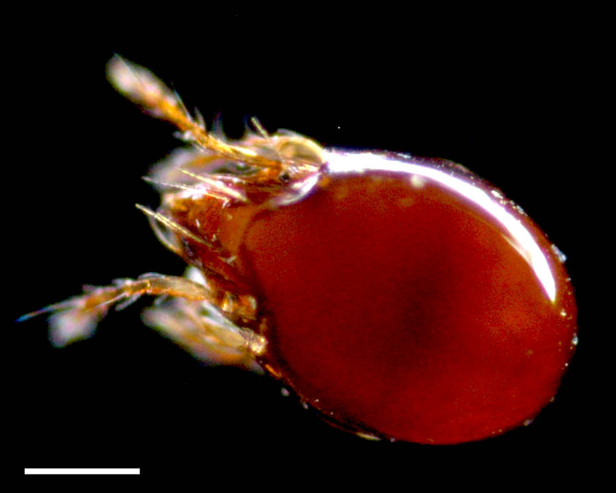 オトヒメダニ科(Scheloribatidae)の画像