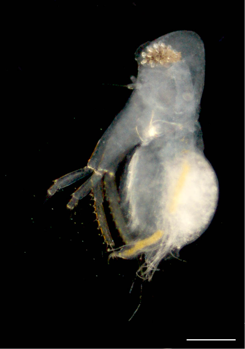 オオアタマミジンコ（Diaphanosoma dubia）の画像