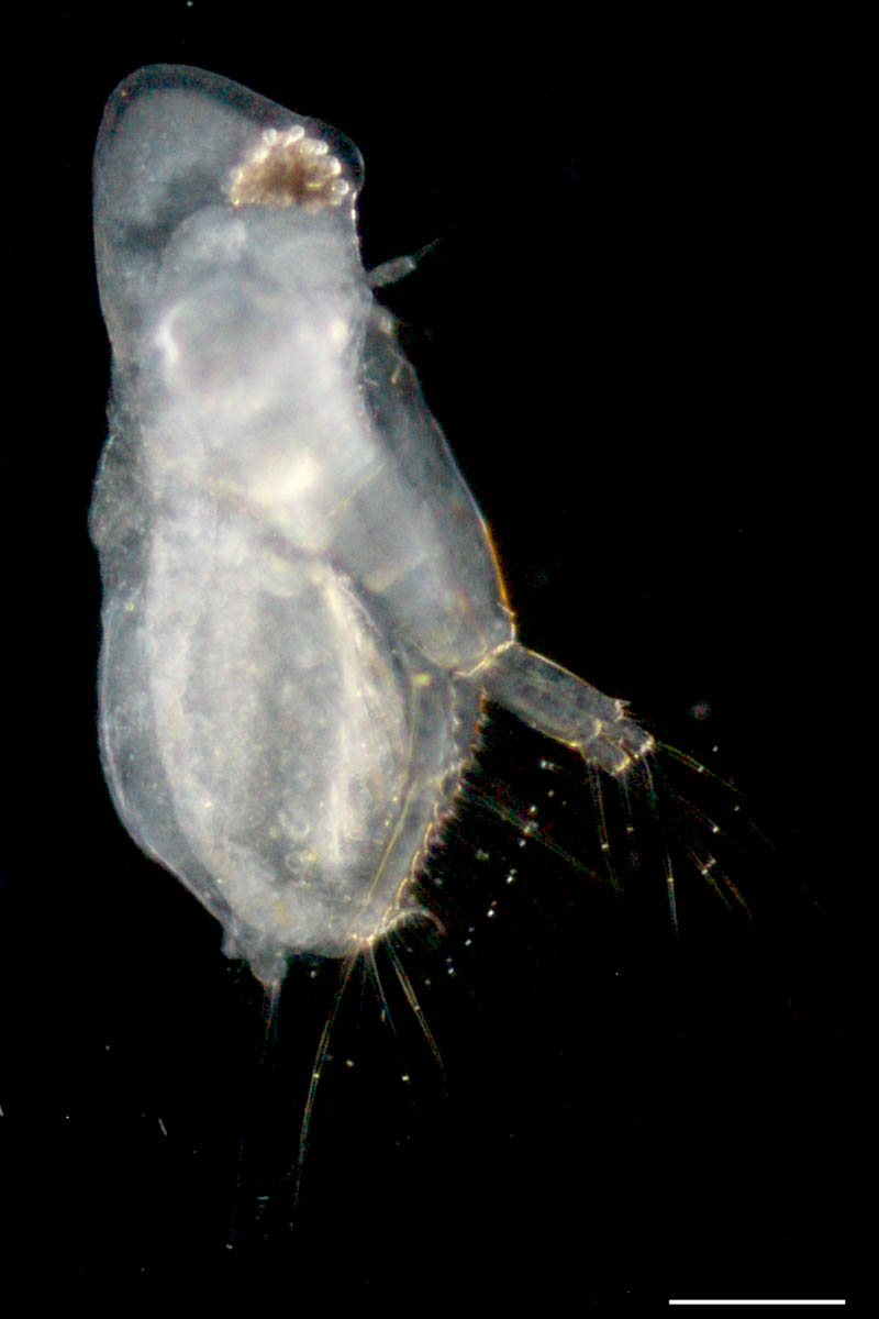 オオアタマミジンコ（Diaphanosoma dubia）の画像