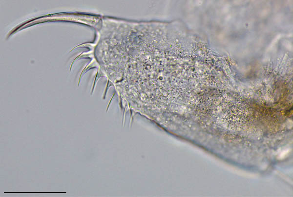 ヒメネコゼミジンコ？ Ceriodaphnia pulchella の画像