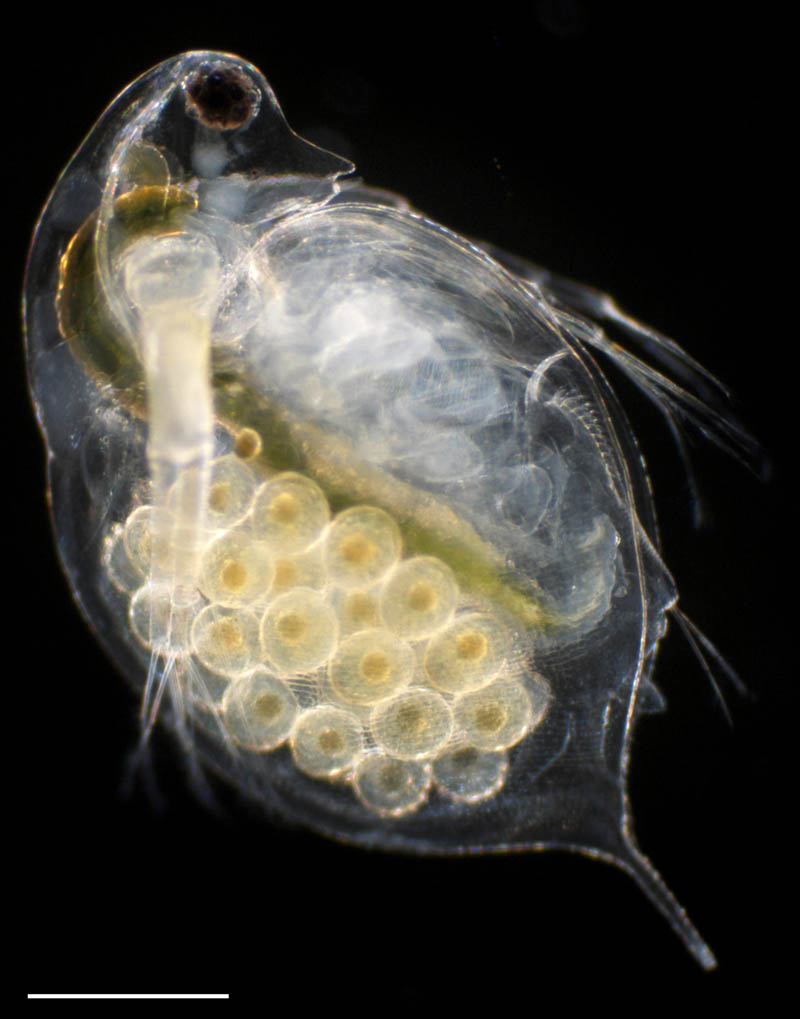 ミジンコ（Daphnia pulex）の画像