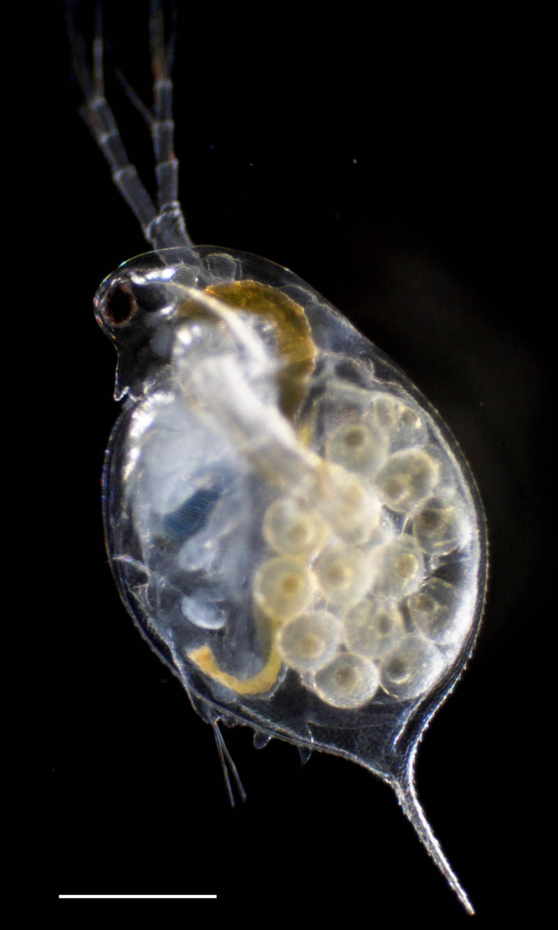 ミジンコ（Daphnia pulex）の画像