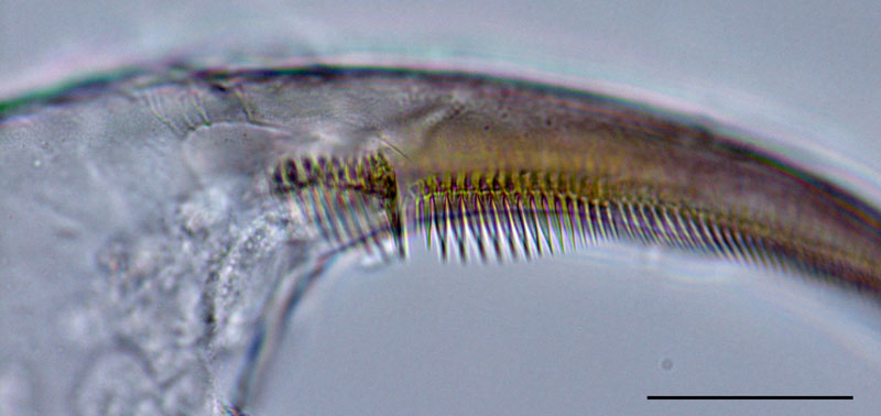 タイリクミジンコ（Daphnia similis）の画像