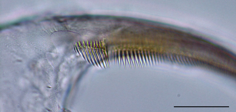 タイリクミジンコ（Daphnia similis）の画像